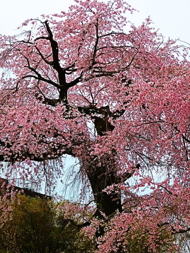 「祇園しだれ桜」<br />円山公園の園内中央には、通称「祇園の夜桜」という有名な桜がある。<br />正式名は、一重白彼岸枝垂桜といい、現在は二代目。<br /><br />「初代のシダレザクラ」は、根回り4m、高さ12m、樹齢200年余で、昭和13年、天然記念物に指定されたが、昭和22年枯死した。<br />現在ある桜は、昭和3年に初代のサクラから種子を採取し、畑で育成したものを、15代佐野藤右衛門氏の寄贈により、昭和24年に植栽したもの。<br />現在の容姿は、樹高12m、幹回り2.8m、枝張り10m。桜守として知られる16代目佐野藤右衛門氏が管理している。<br /><br />名勝円山公園。この名前は円山公園全体が「文化財」としての価値があることを意味。現在でも気軽に散策できる円山公園だが、その歴史は長く、遊興の地として人々が集まりにぎわってきた場所だ。<br /><br />京都 東山区の丘陵中腹にある円山公園。京都市最古の公園としても知られる円山公園では、4月上旬には数百本の桜が咲き乱れ、その幻想的な景観から世界中の人々を魅了している。面積約8600㎡を超える広大な敷地には、安らぎの空間が広がり、京都市内でも有数の憩いの場となっている。<br /><br />円山公園　については・・<br />https://kyoto-maruyama-park.jp/