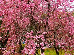 京都-8　平安神宮b   《 神 苑 》国の名勝　紅しだれ桜‐咲き競い　☆社殿を囲む4つの庭園
