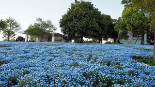 ネモフィラをみにいこう ～舎人公園ライトアップ