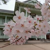 出雲・足立美術館・松江城へ春の桜旅♪ ③八重垣神社・松江城・万九千神社編