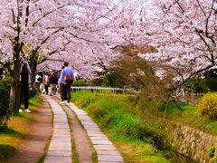 京都12　哲学の道　サクラ並木見ごろ　銀閣寺橋まで1.5Ｋｍ　☆訪日観光客も多い散歩道
