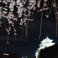 名古屋城の桜は艶やか　202303愛知④