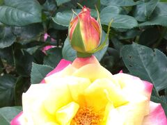 与野公園のバラは美しい！