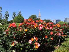 バラが見頃な時に東京ガーデンテラス紀尾井町と新宿御苑へ2024年5月