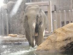 札幌で大浴場付きホテルに泊まる その２「円山公園・動物園」