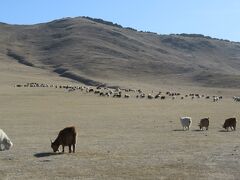 モンゴル旅行⑤ゲル訪問