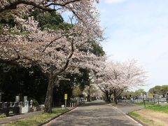 【記録用　毎年恒例のご近所花見】桜の花が残っていたので急遽花見決行。