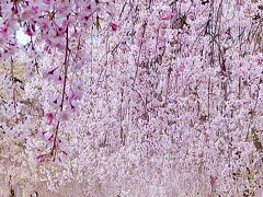 2024春花見のラストは、「日中線しだれ桜」