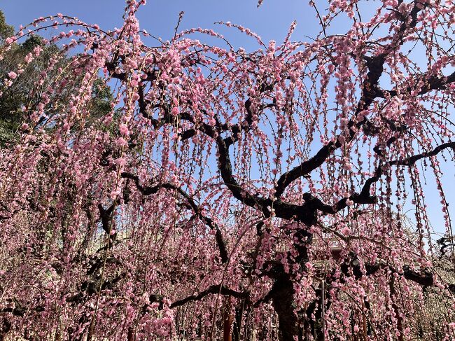 自宅を9:00に出発して津の結城神社へ梅を見に行きました。