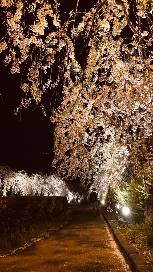 東北の桜を見に行きたいと思い、いくつか雑誌などを見ていたときに喜多方の日中線跡を利用した枝垂れ桜が目に留まり行ってみました。夜間はライトアップされるということなので、夜桜をメインにしました。<br /><br />4月からは平日に時間が取れるようになり、１泊の予定で朝は遅めに出発。午後に現着の予定でのんびりと行くことにしました。<br /><br />少しホテルで休憩してから夜桜見物へ。十分堪能し、ホテルへ戻りました。<br />平日ということもあり、飲食店もあまり開いておらず、帰る途中コンビニで夕飯を買ったのが少々残念です。もう少し下調べをしてから来れば良かったと反省。<br /><br />2日目は日中線記念館へ行き見学。日中線はすでに廃線となっておりかつての喧騒が聞こえてきそうな感じです。<br /><br />その後、会津若松の鶴ヶ城の桜を見に行きました。こちらは、満開の時期が過ぎていたのであまり期待しませんでいたが、まだ少し桜が残っており、ギリギリのタイミングであったと思います。<br />ちなみにクルマでの旅行です。<br />