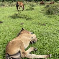 2024GW 八重山諸島への旅1 石垣島編