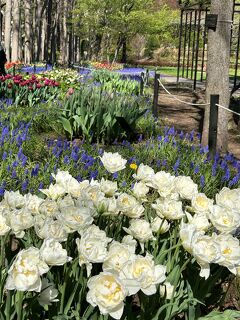 2024.05　豊平公園も「ムスカリの小径」でシーズンスタート