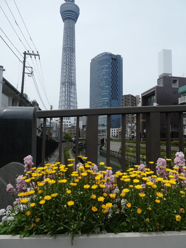 実は、東京スカイツリーを真下から見たことはない。<br /><br />亀戸天神に行ったから、成田には、押上まで歩き、スカイツリーを見ることにした。