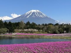 富士山麓芝桜&#127800;