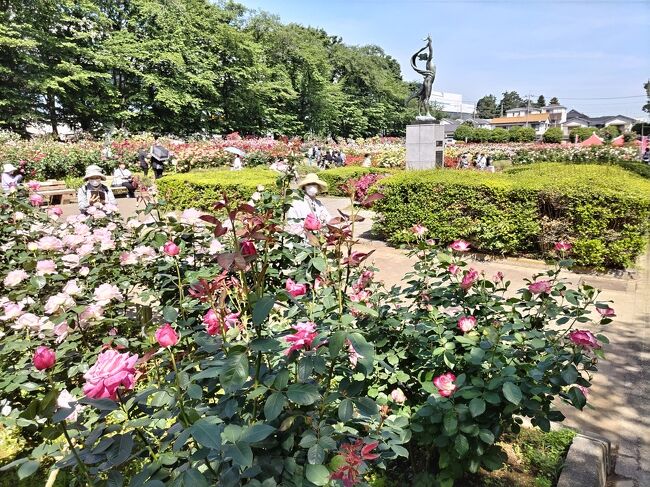 与野公園バラ祭り1日目<br /><br />午前中9時過ぎ～1時間くらい散策