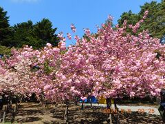 2024年　令和6年5月の北海道　札幌・小樽で歩け歩け　八重桜が満開！