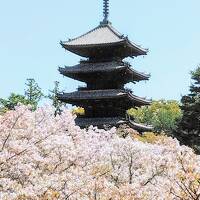 春の京都、八坂神社　御室の桜は遅桜～妙心寺雲竜図