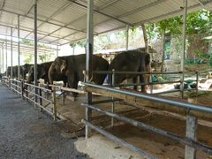 おもしろかった、ゾウに餌やり、プーケットの旅