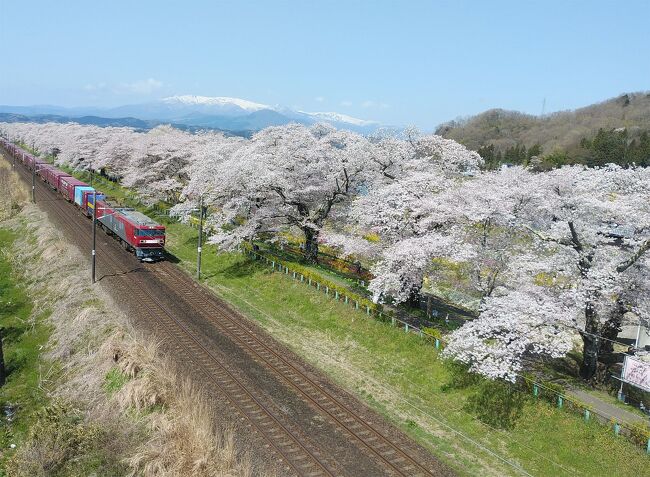 宮城県の大河原の白石川堤の満開の桜です。<br />白石川堤の桜は、「一目千本桜」と呼ばれていて桜の名所です。<br />天気は、快晴でした。<br />初夏のような暑さと、満開宣言から何日か経過していたので、<br />散りかけてはいましたが、まだまだ満開の状態の桜を見れて良かったです。<br /><br />ここへは花見に来たことがあります。<br />前回は天気は曇りで雨が降って来そうな生憎の天気で、桜は満開でしたが少し残念な気持ちでした。<br />今回は絶好の天気で、最高の再訪問となりました。<br /><br />JR東北本線 仙台駅から船岡駅まで電車で移動。電車は花見客で混雑してました。ほとんどが船岡駅で降車。<br />船岡駅から徒歩で「しばた千桜橋」に向いました。<br />「しばた千桜橋」は撮影スポットです。電車待ちの撮影者が多くて、<br />大勢の撮影者で混雑してました。<br />「しばた千桜橋」を渡って白石川側のすぐのところが「白石川千桜公園」です。桜並木以外にハナモモやレンギョウなどが咲き乱れてました。<br />「白石川千桜公園」から次は「韮神堰」に向かいます。<br />「韮神堰」からの蔵王連峰をバックにしての桜並木の写真は映えます。定番の撮影スポットです。<br />その後は、白石川の川沿いを歩きながら、川堤に咲く満開の桜を堪能しました。<br />末広歩道橋を渡って、対岸の川沿いからも桜を楽しみました。<br />この付近を折り返しして、来た道を戻りました。<br /><br />再度「しばた千桜橋」では、<br />電車待ちで、電車来るまで、カメラ構えて待ってました。<br /><br />最後は船岡城址公園の展望デッキからの景色を堪能しました。<br /><br />帰りは菓匠三全の工場近くの菓匠三全製品のアウトレットを置いている売店に立ち寄りました。「萩の月」のアウトレット品は安く購入できました。