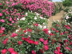 ２０２４年5月　福岡県・北九州市　その2　響灘緑地　グリーンパークで満開のバラを見ました