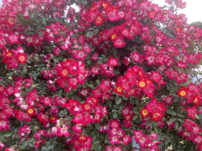 5月に入りいよいよ薔薇の季節。<br />長野に住んでいた去年までは信州中野のバラ公園や坂城町のバラ祭りに行き<br />その前住んでいた横浜では山下公園や港の見える丘公園などにバラを見に行っていました。<br />そして川崎市新百合ヶ丘に引っ越した今年どこ行こうと検索して見つけたのが、向ヶ丘遊園地跡にあるバラ苑。<br />春と秋にだけ解放されるバラ園です。<br />向ヶ丘遊園から歩いて行くか、車で行く場合は生田緑地の駐車場に停められます。<br />またちょっと高いですが、バラ苑にも臨時駐車場もあります。<br /><br />朝登戸にあるオーケー登戸店で買い物をして、その帰りがけよってみました。