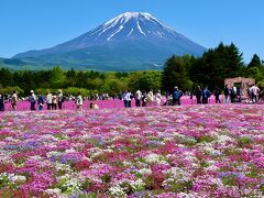 富士山と芝桜を見に日帰りバスツアーに参加、おまけに白いネモフィラも