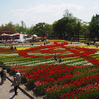 雪景色から春爛漫！雪の大谷から砺波チューリップフェアへ②ワイナリー巡りも