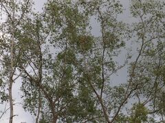春☆海外旅行☆家族５人～マレーシア・ボルネオ&少しシンガポール～３日目