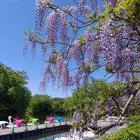 函館周遊旅②　大船遺跡・しかべ間歇泉・大沼公園で遊覧船と島巡りの道散策