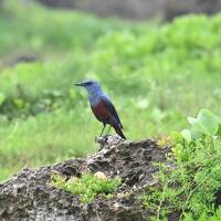 2024GW 映えるケイビングにウミガメ発見　沖永良部をぐるっと一周