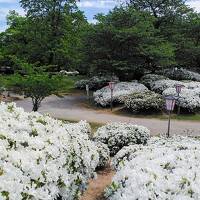 2024年5月12日～雪が降ったような白つつじ公園～美しい山形の旅　リッチモンドホテル山形駅前3泊