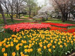 春いっぱいの東京へ～☆･ﾟ:*念願の昭和記念公園、キューケンホフのようなチューリップの　渓流広場♪