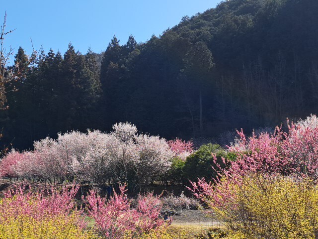 2024.3.30埼玉県小川町の「桃源郷」に行って来ました。<br />「花桃の花」が満開で、「サンシュユ」の黄色い花や「桜の花」も咲いていて、埼玉県にこんな素晴らしい「桃源郷」があったのだと感激しました！<br />最初の目的は、「仙元山登山」でしたが、下調べの段階で、直ぐ近くに「小川町の桃源郷」があると知り、先に「桃源郷」に行きました。<br />ここは、個人の人が管理されている私有地の畑です。<br />以前は、「花桃の枝」を蕾の内に切って、切り花として出荷されていたそうですが、今は「花桃の枝」の出荷は規模を縮小し、大半は花の時期に観光客に無料開放されているとのことです。<br />　※2024.3.30地主さん談<br />【注】見物は、約１時間あれば可能です。<br /><br />◆「小川町の桃源郷」の駐車場<br />※住所<br />　〒355-0326 埼玉県比企郡小川町町下古寺２１３－２<br />※「Googleマップ」のURL<br />https://www.google.com/maps/place/%E5%B0%8F%E5%B7%9D%E7%94%BA%E6%A1%83%E6%BA%90%E9%83%B7%E3%81%AE%E9%A7%90%E8%BB%8A%E5%A0%B4/@36.0388096,139.2377488,17z/data=!3m1!4b1!4m6!3m5!1s0x601ed30056e3aa15:0xb69beb8e1dd49e1a!8m2!3d36.0388096!4d139.2403237!16s%2Fg%2F11y3x9pp4s?authuser=0&amp;entry=ttu<br />
