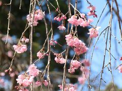桜の香り漂う？古都京都で世界遺産を巡る⑥延暦寺、醍醐寺、伊丹空港界隈