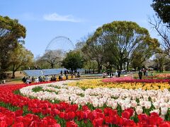 「青い空」に誘われて、４年振りに、大阪万博記念公園・チューリップの花園で、「チューリップ三昧のひと時」を過ごす。（2024）