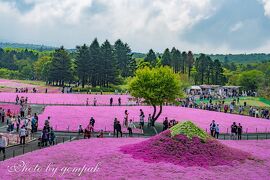 富士箱根伊豆国立公園エリアの３泊４日の旅　その１　本栖湖リゾートの芝桜他