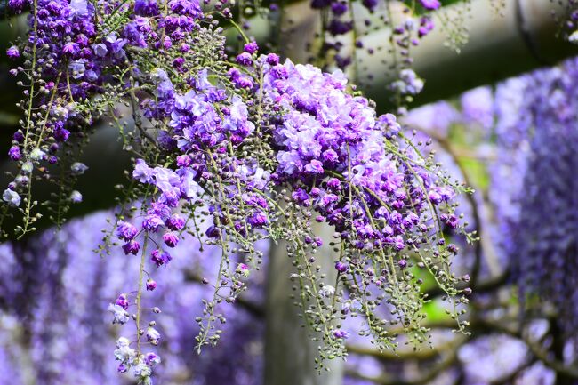 昨年も訪問した藤の花の園、北九州の河内藤園。<br />昨年は残念ながら園内の藤の花の殆どが枯れ始め、見頃を過ぎていた事を受け、今年は絶対に開花直後に見に行こうと決めていました。<br /><br />入場料は、開花状況に合わせて変動制。<br />本日の入場料は最高の1500円。<br />『払いますとも(#^.^#)喜んで。』