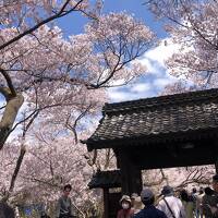 春爛漫！絶景アルプスの高遠小彼岸桜～からの　北上して光城山お花見登山
