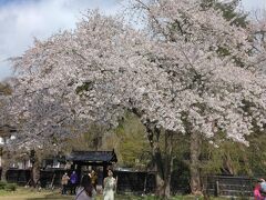 春の秋田旅１　桜めぐり