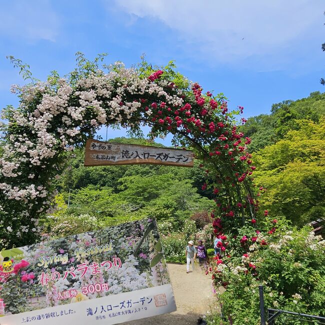 「滝ノ入ローズガーデン」は、埼玉県毛呂山町の山々に囲まれた自然の中にあります。<br /><br />毎年訪れているお気に入りの場所、5月の中旬~下旬にかけて開催される「春のバラまつり」に行ってきました。<br /><br />久しぶりにデジタル一眼レフでの撮影も楽しみました。<br /><br /><br />【春のバラまつり】※秋バラの季節にも開催<br />■ 開園期間:2024年5月16日~5月31日まで<br />■ 開園時間:9:00~16:00<br />■ 入場料:300円<br />■ 駐車場:100台(無料)※すぐの所は30台、他は道沿いに点在しています<br />■ 住所:埼玉県入間郡毛呂山町滝ノ入904-2<br /><br />■ この旅行記で訪れた場所 ■<br />・インドレストラン ポタラ<br />・宿谷の滝<br />・SWEET POTATO MSTER スイートポテトマスター<br />・ゆずの里オートキャンプ<br />・滝ノ入ローズガーデン(たきのいりローズガーデン)<br />・千種