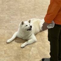 快晴の大館。秋田犬と温泉に癒され、小坂鉄道のレールバイクで自然を満喫しました。～１日目～