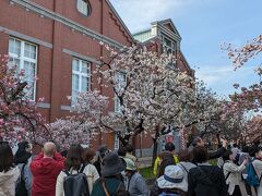 大阪の春といえば『造幣局 桜の通り抜け』