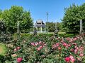 鶴舞公園　バラ満開♪