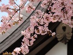 北の街にも遅い桜の花便り（北海道旭川市）