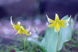 馬場花木園散歩　４月の花（６１種）２０２４年 