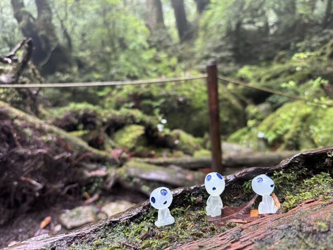 子育ても終了したので、時間を見つけては夫婦自由気ままな旅を楽しんでいます。今年は私が還暦を迎えるということで、歩けるうちに屋久島の縄文杉をこの眼で見たいという兼ねてからの願いを叶えるため、息子らを呼び寄せて家族4人で屋久島へ 2泊の旅に出かけてきました。数日前から屋久島の天気予報ばかりが気になっていましたが、初日の白谷雲水峡では少し雨に降られたものの、縄文杉アタックの日は陽ざしもあってトレッキング日和りとなりました。往復 9時間を切ることができたのも息子らの先導があってこそ。改めて家族に感謝の旅となりました。