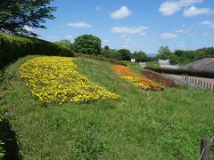 馬見丘陵公園のお花は，まだまだつづきます。