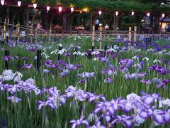 20240529 北綾瀬 夕暮れのしょうぶ沼公園に咲き始めの花菖蒲。日が暮れると提灯に灯りが点ります。