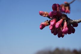 関東散歩記～2024 茨城・桜川市編～