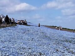 ■息を呑むブルーの絶景　国営ひたち海浜公園ネモフィラ観賞 の旅